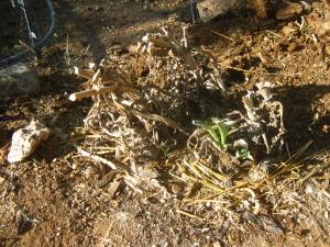 Sprout amongst dead leaves (year 3)