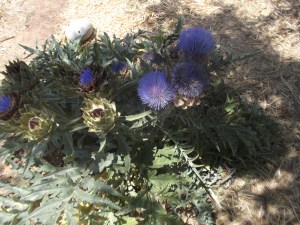Artichoke in flower (year 1)