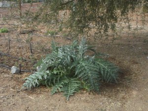 Artichoke (year 2)