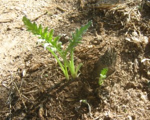 Artichoke sprouting from root (year 3)