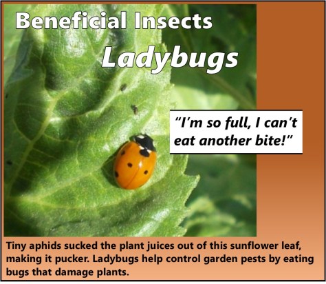 Ladybug