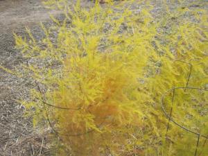 Asparagus yellow and dormant