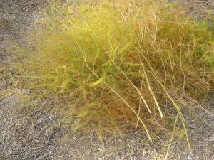 Cut foliage