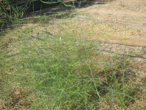 Same asparagus 2 months before