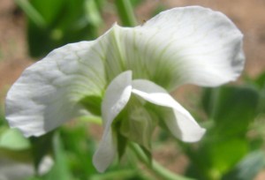 Pea flower