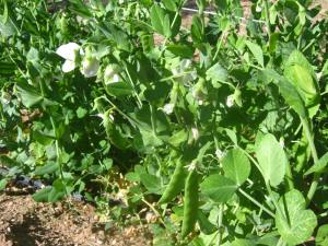Sugar Snap Peas