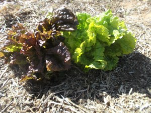 Loose-leaf lettuce