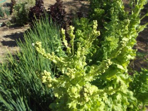 Lettuce_flowering