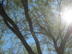 Mesquite in the sun