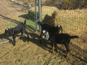 Baby Nubian Goats 1