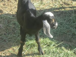 Baby Nubian Goat 2016