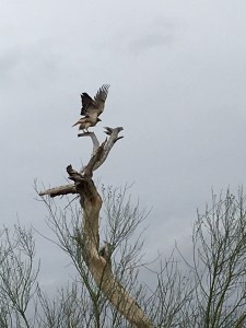 redtailhawk